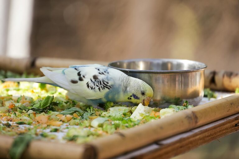 Beginner Tips for Backyard Birdwatching: Enjoy Nature at Home